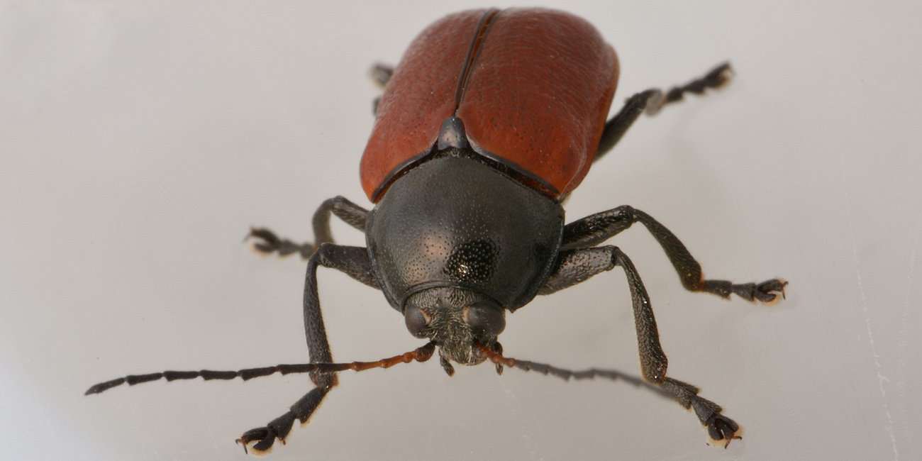 Chrysomelidae, Cryptocephalus coryli? S.